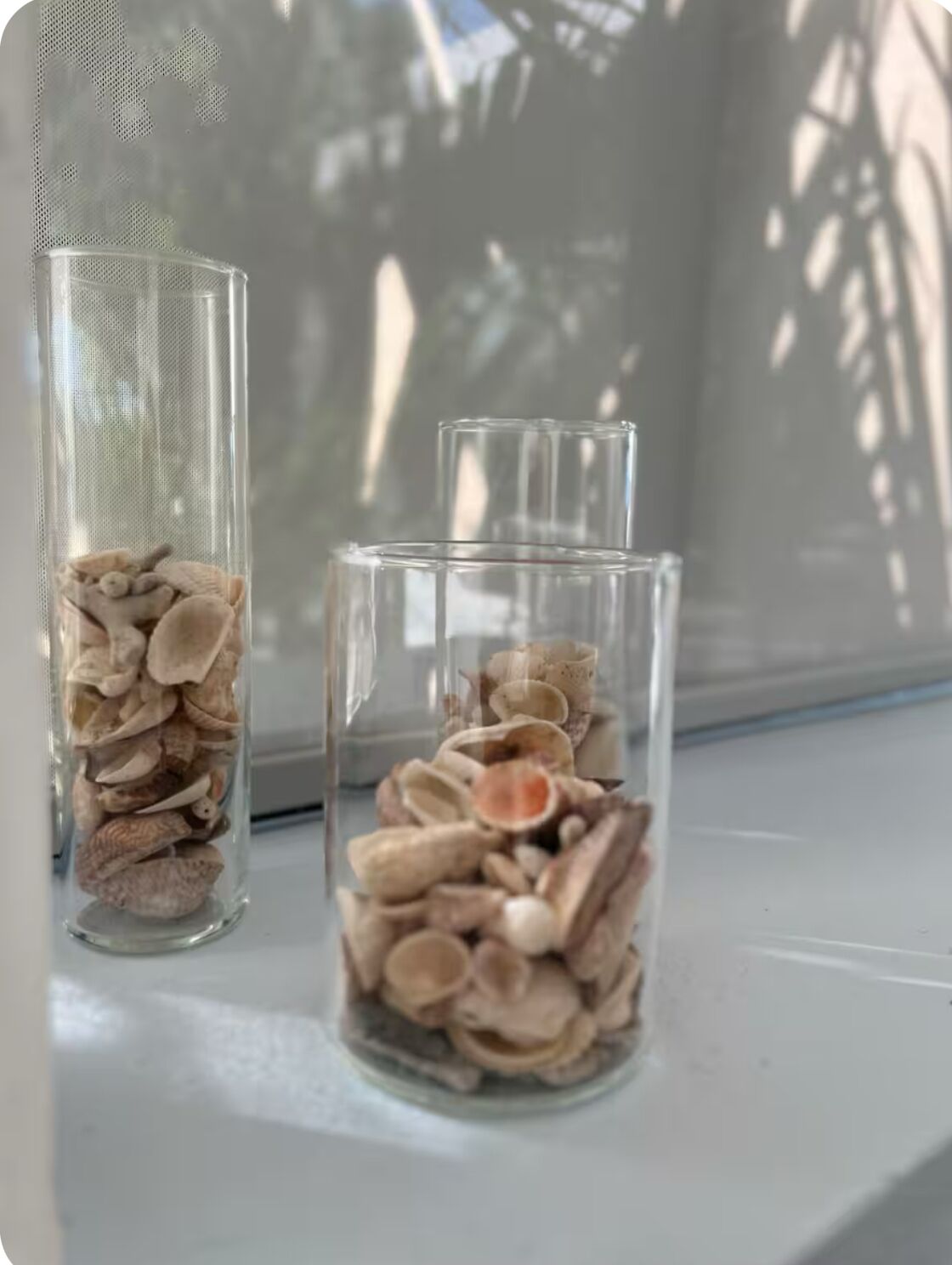 Two glass vases with seashells on a windowsill.
