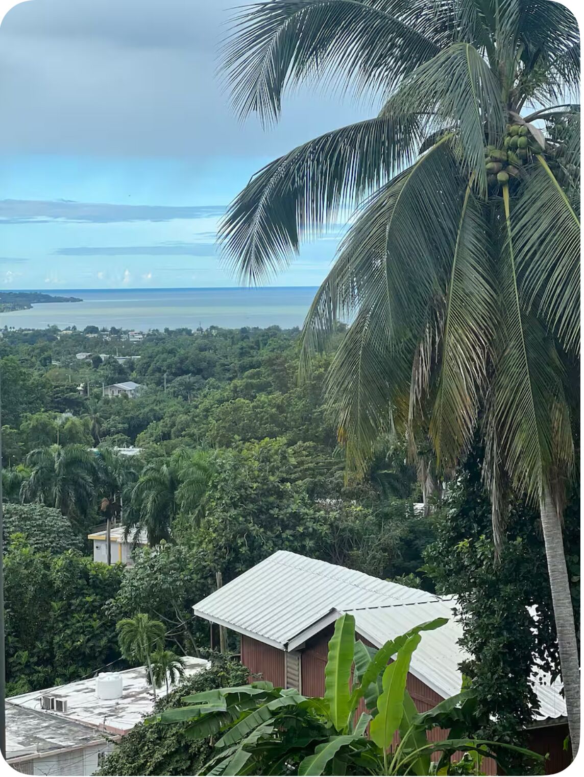 A view of a coastal area with dense greenery, a palm tree, and a building with a corrugated metal roof.