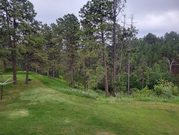 A grassy area with trees and a hammock.