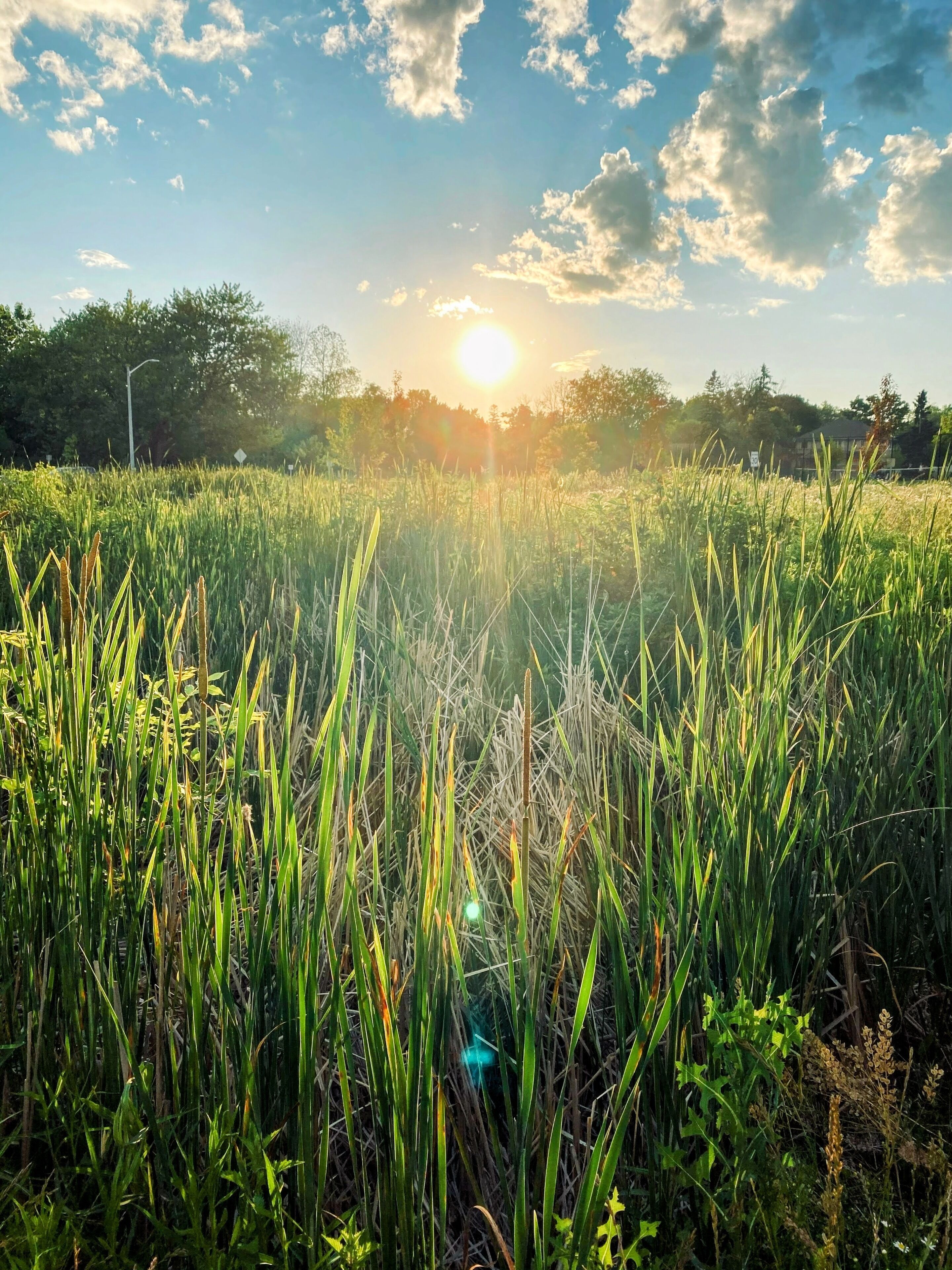 Een veld met hoog gras en een heldere lucht.