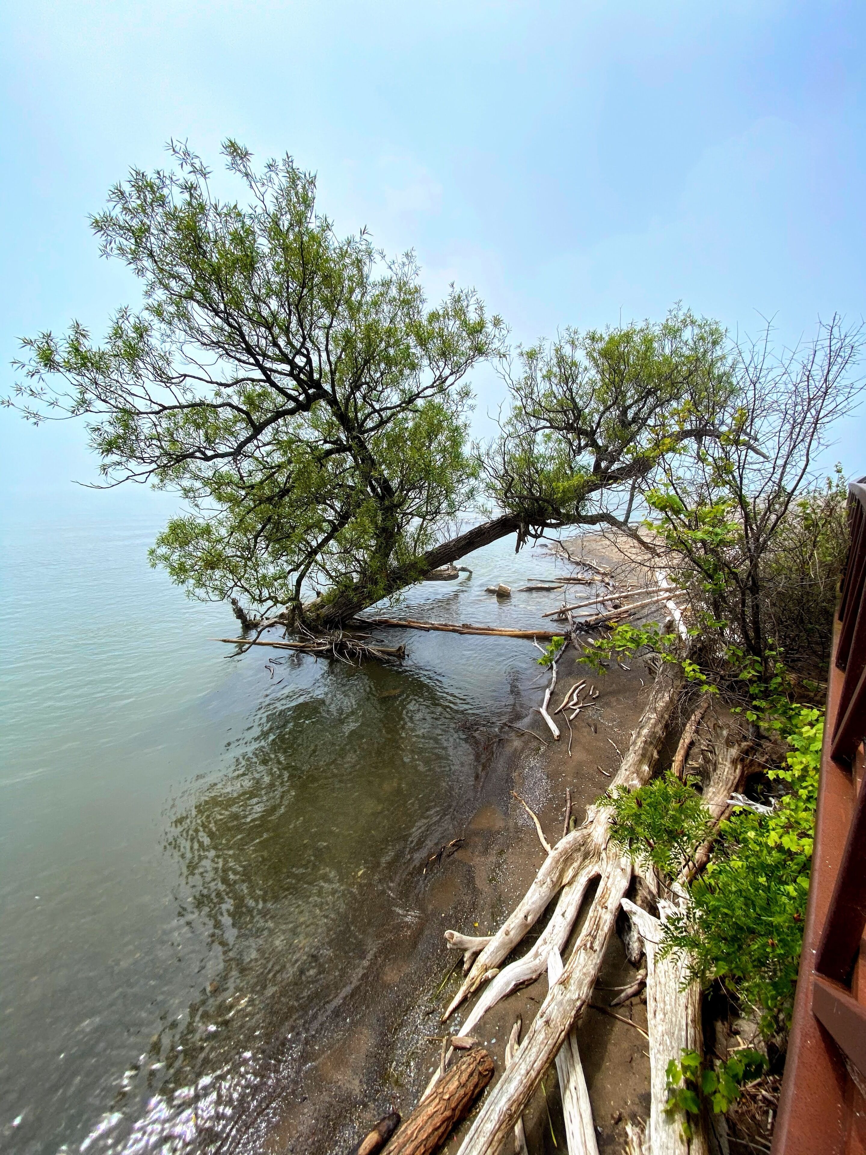 A tree branch overhanging a calm body of water, surrounded by natural debris and vegetation.