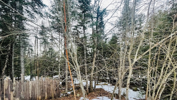 Une terrasse en bois offrant une vue sur une zone boisée recouverte de neige.