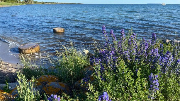 Ein ruhiger See mit klarem Wasser, umgeben von Felsen und violetten Blumen.