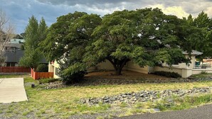 A residential area with a large tree in the center, surrounded by houses and a paved driveway. - 3-bedroom apartment in charming Prescott Valley with WiFi, AC, and Heat (Prescott Valley)
