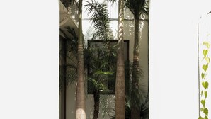 Vista de una habitación con altas palmeras y un ventanal grande.