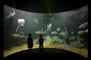 Divers