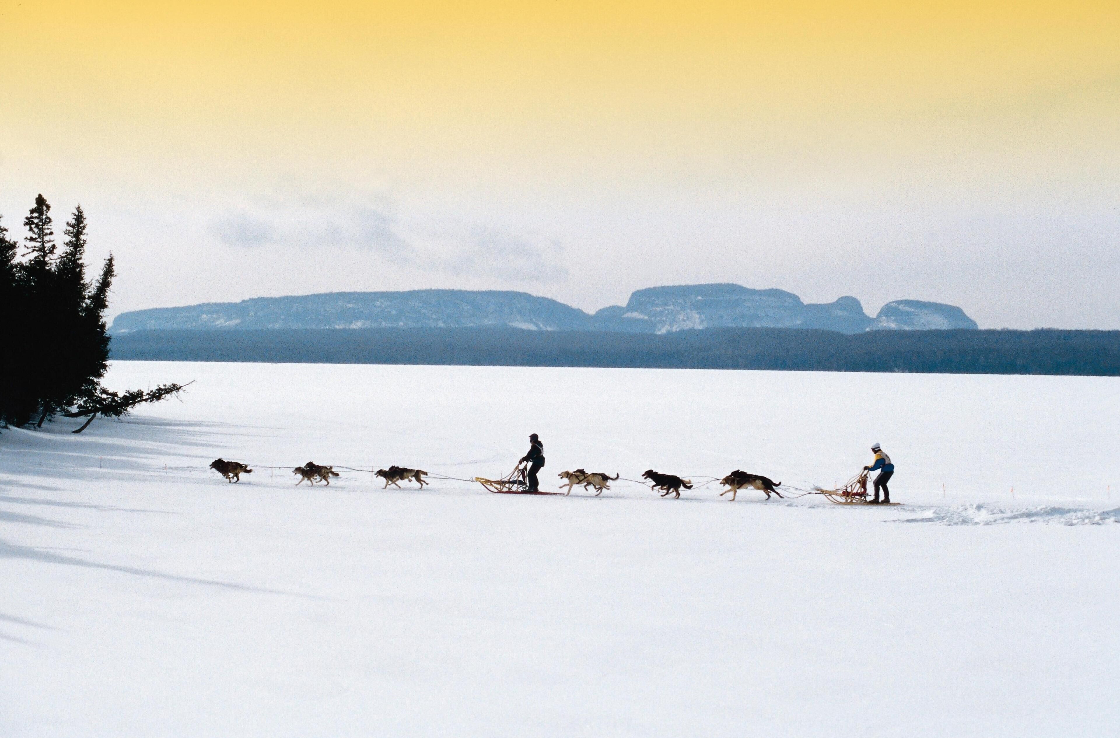Un paysage enneigé où l’on voit une personne mener une équipe de chiens sur un traîneau.