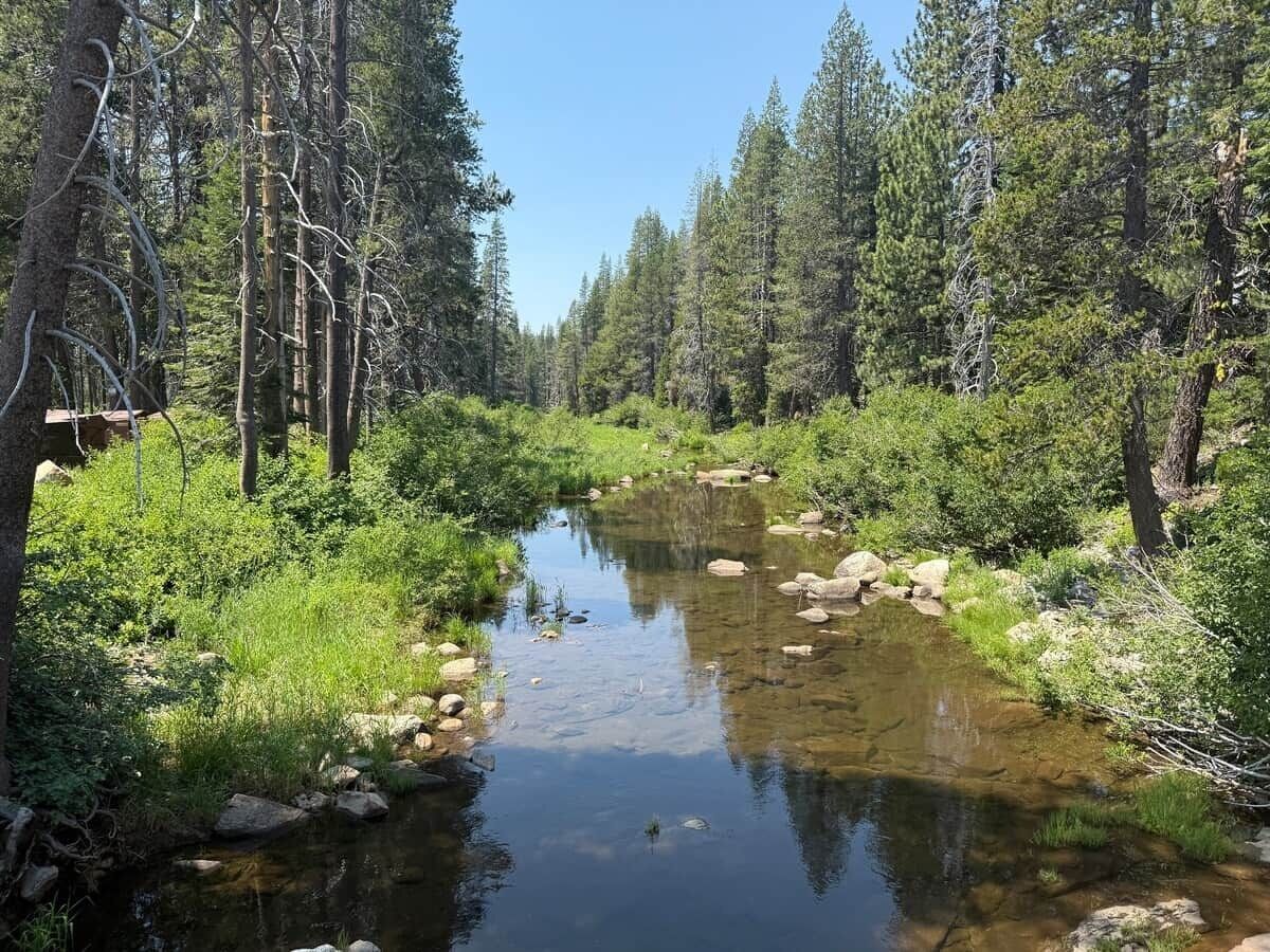 A clear stream surrounded by dense forest.