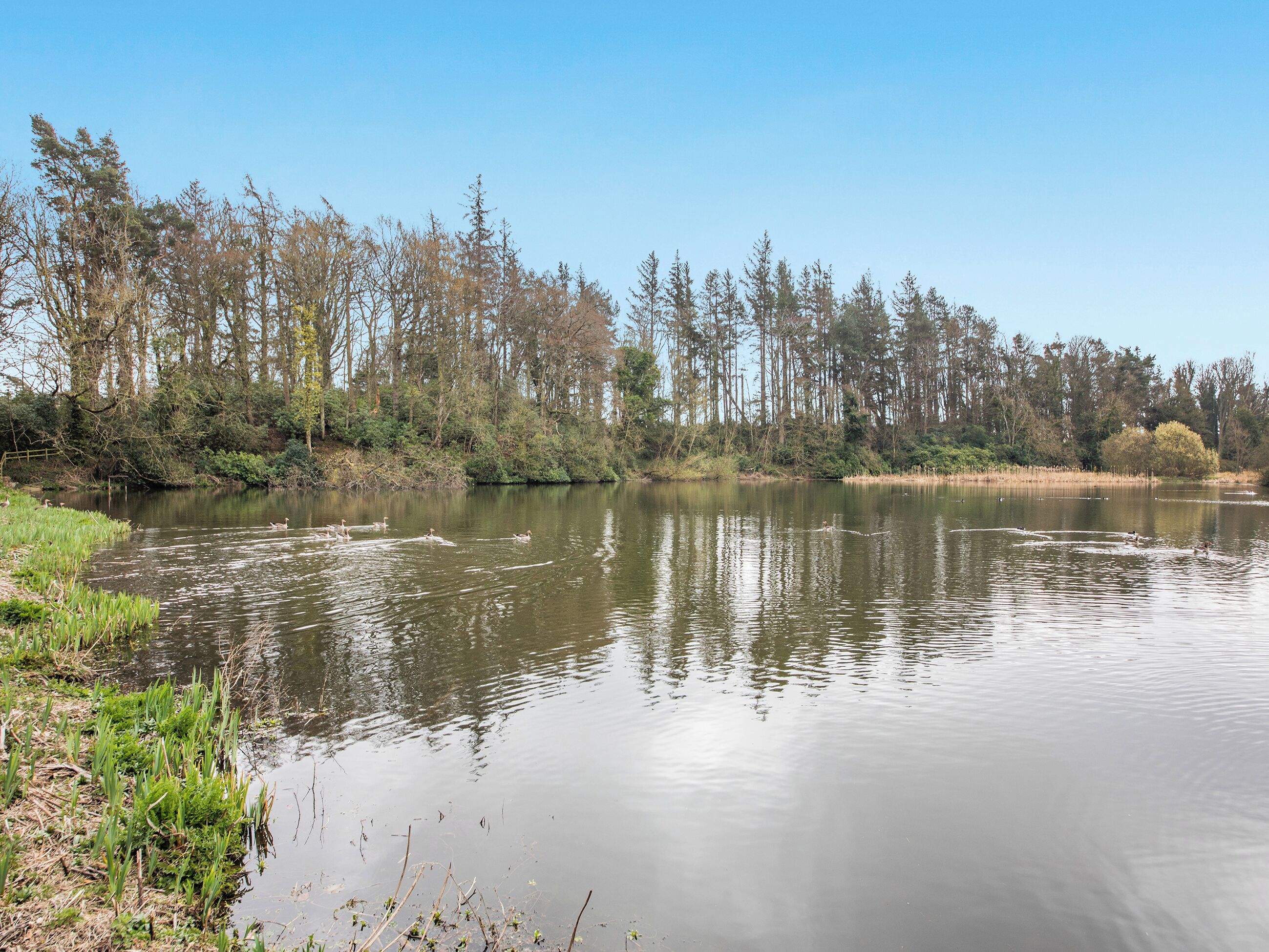 Un lac paisible où nagent des canards, bordé d’arbres et de rives verdoyantes.