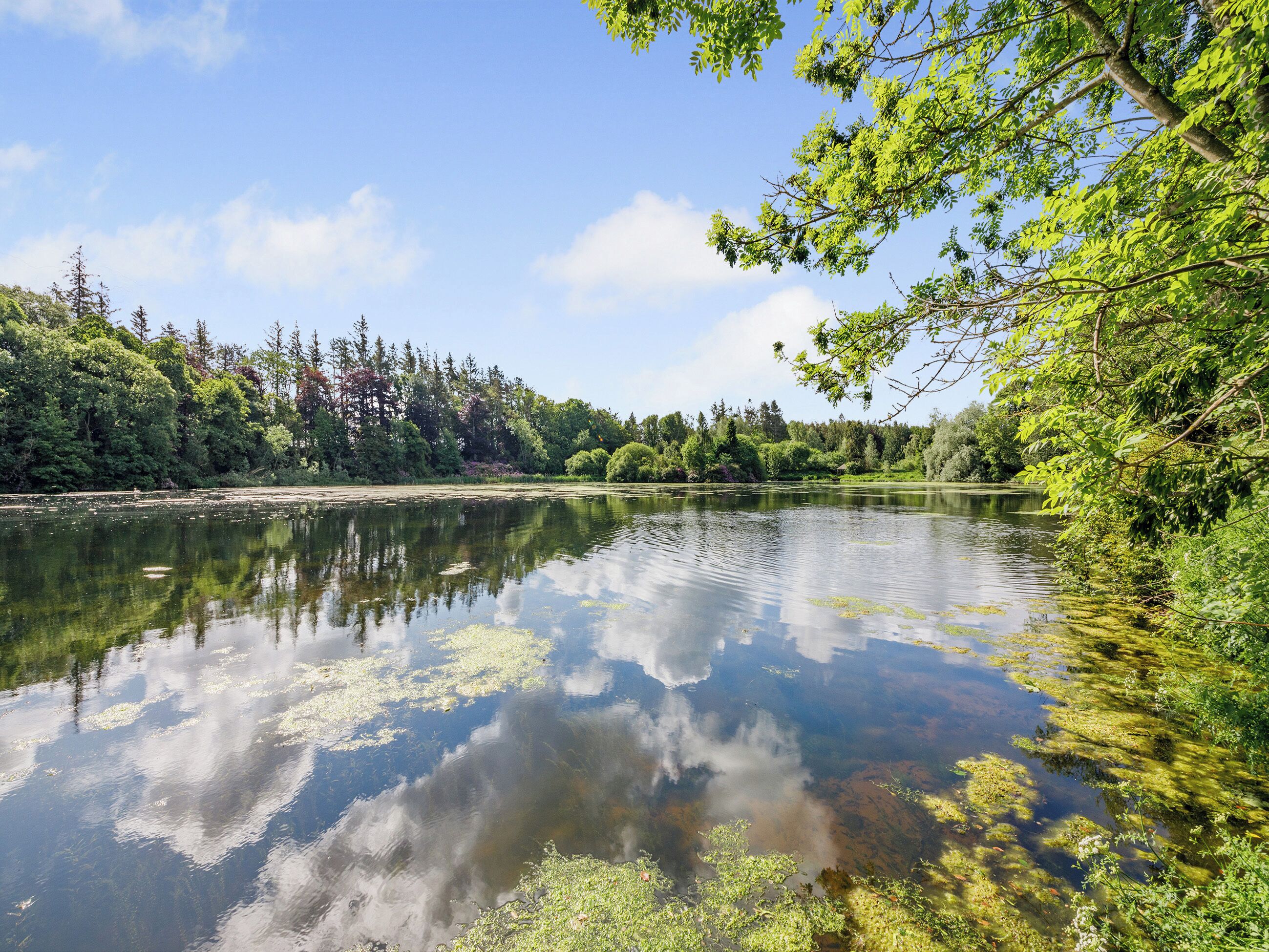 Un llac tranquil envoltat de bosc dens.