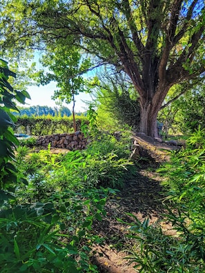 Superior Double Room, Vineyard View | View from room