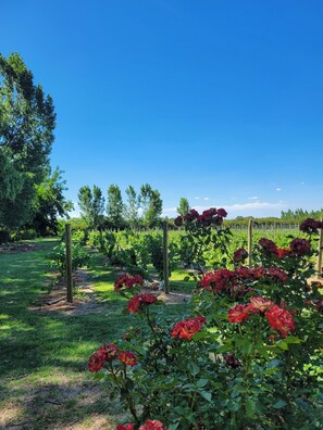 Exterior - Finca La Saucina (Tunuyán)