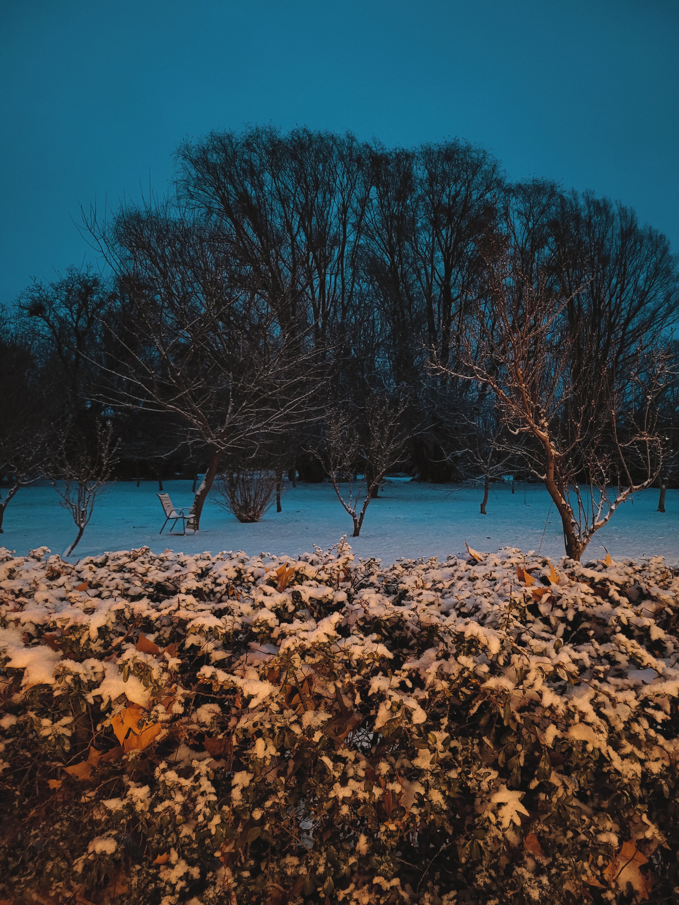 Un parque con suelo cubierto de nieve y árboles sin hojas.