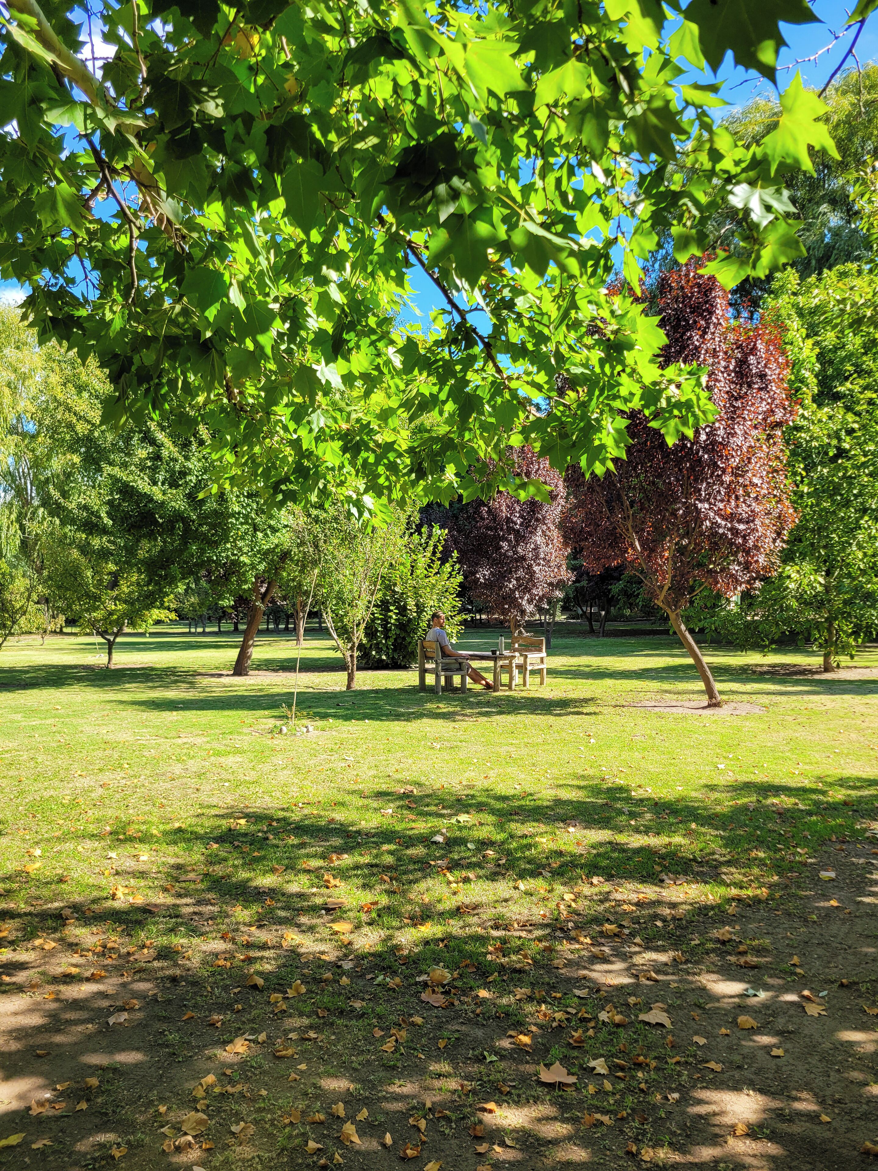 A park with a bench, trees, and a grassy area.