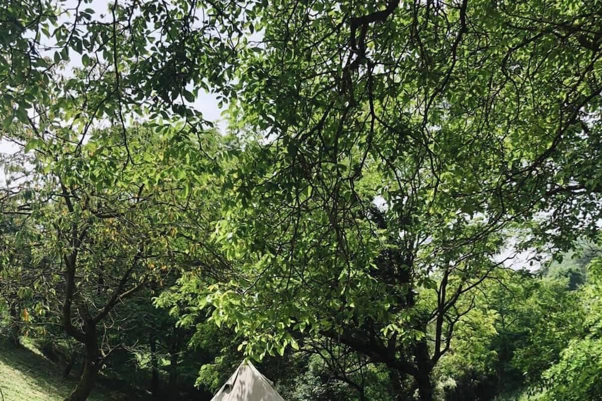 Uma tenda montada sobre um deck de madeira, rodeada por vegetação exuberante.