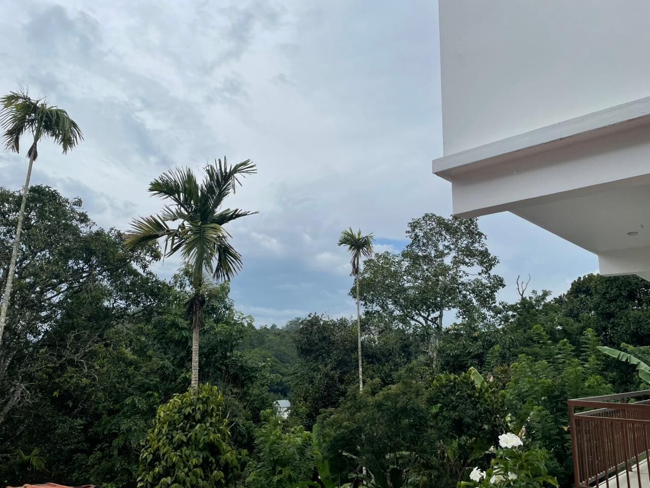A lush green landscape with tall palm trees and dense foliage.