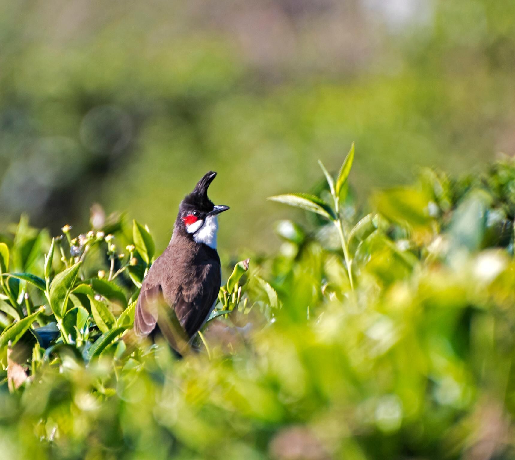 A bird with a black head, white cheeks, and a red patch on its face, perched on green foliage.