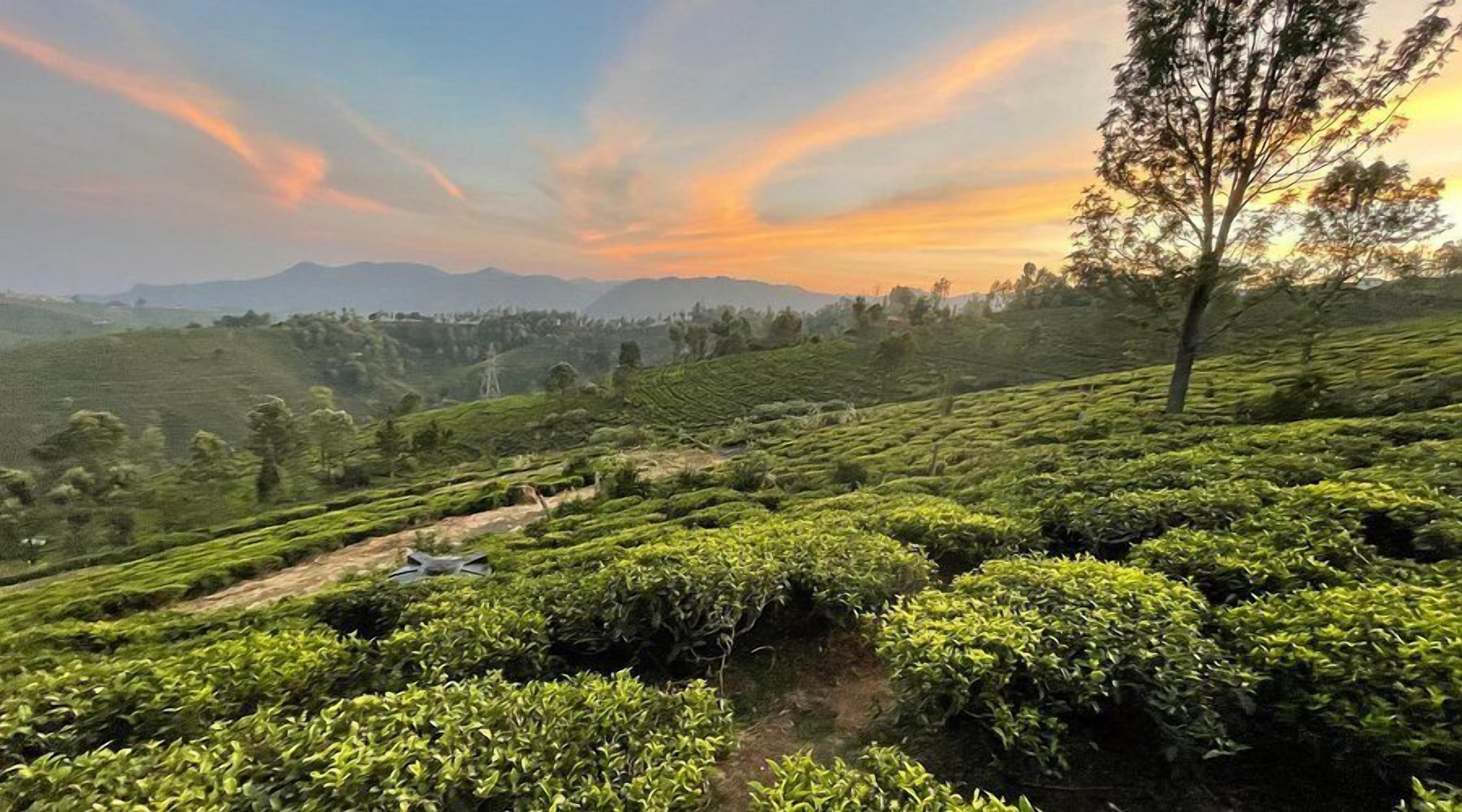 A lush tea plantation with terraced fields and a clear sky.