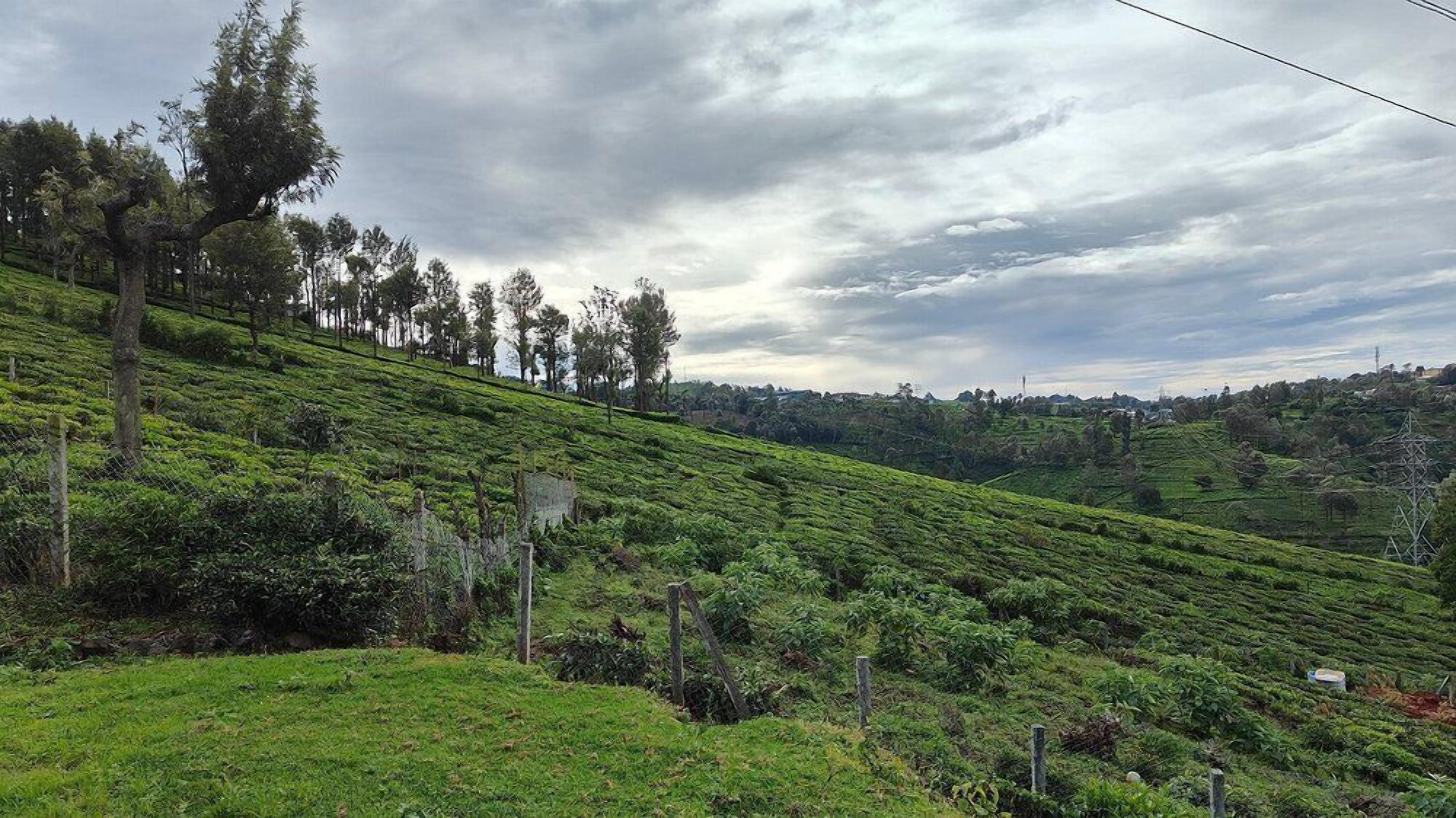 Una exuberante plantación de té verde con campos en terrazas y algunos árboles.