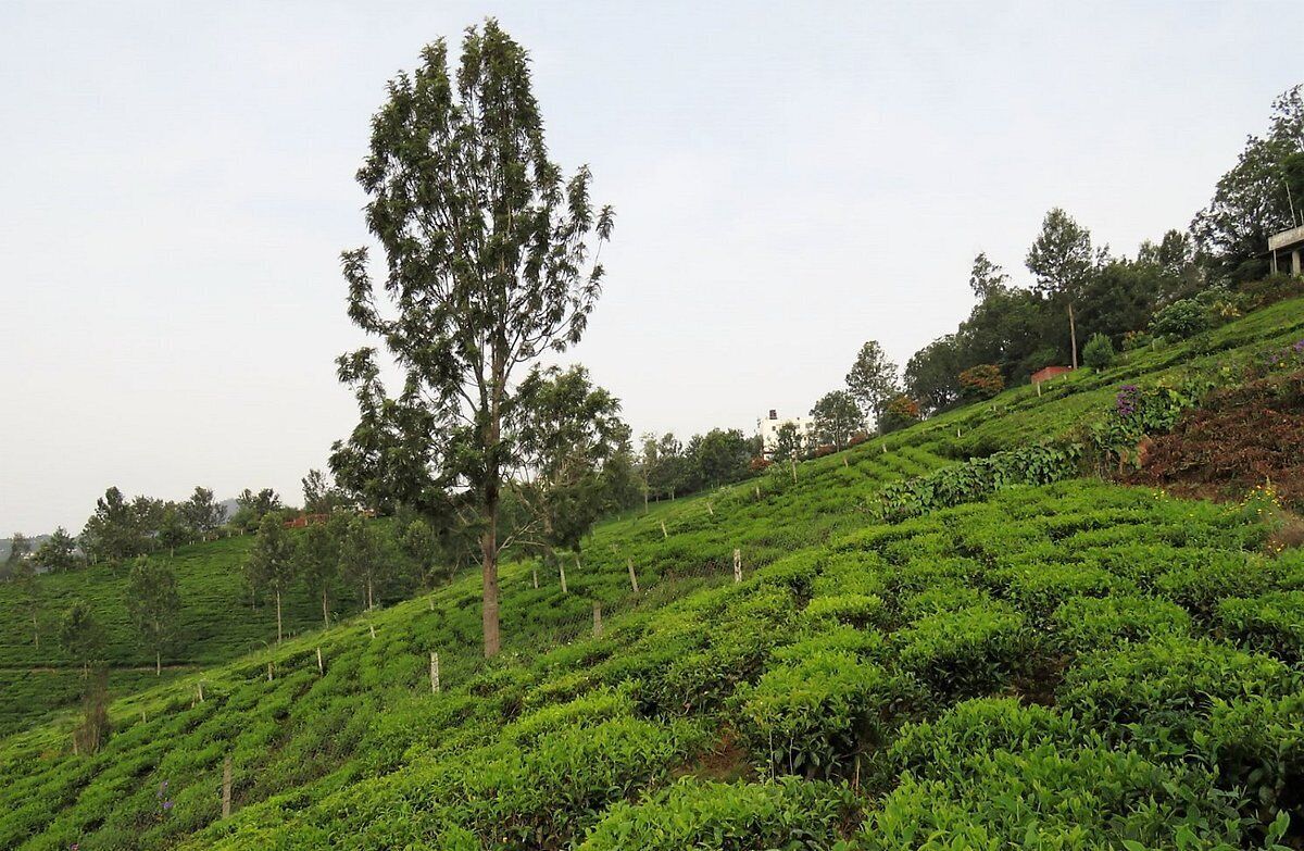 A lush tea plantation with terraced fields and a prominent tree in the center.