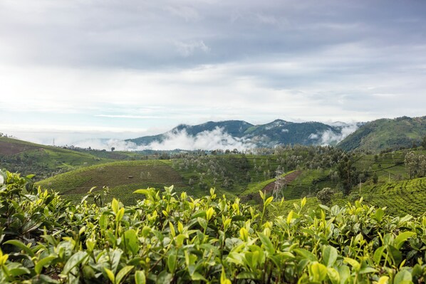 A lush tea plantation with rolling hills and a cloudy sky.