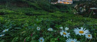 Teanest Nightingale - Nature Resorts