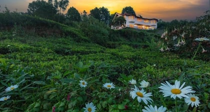 Teanest Nightingale - Nature Resorts