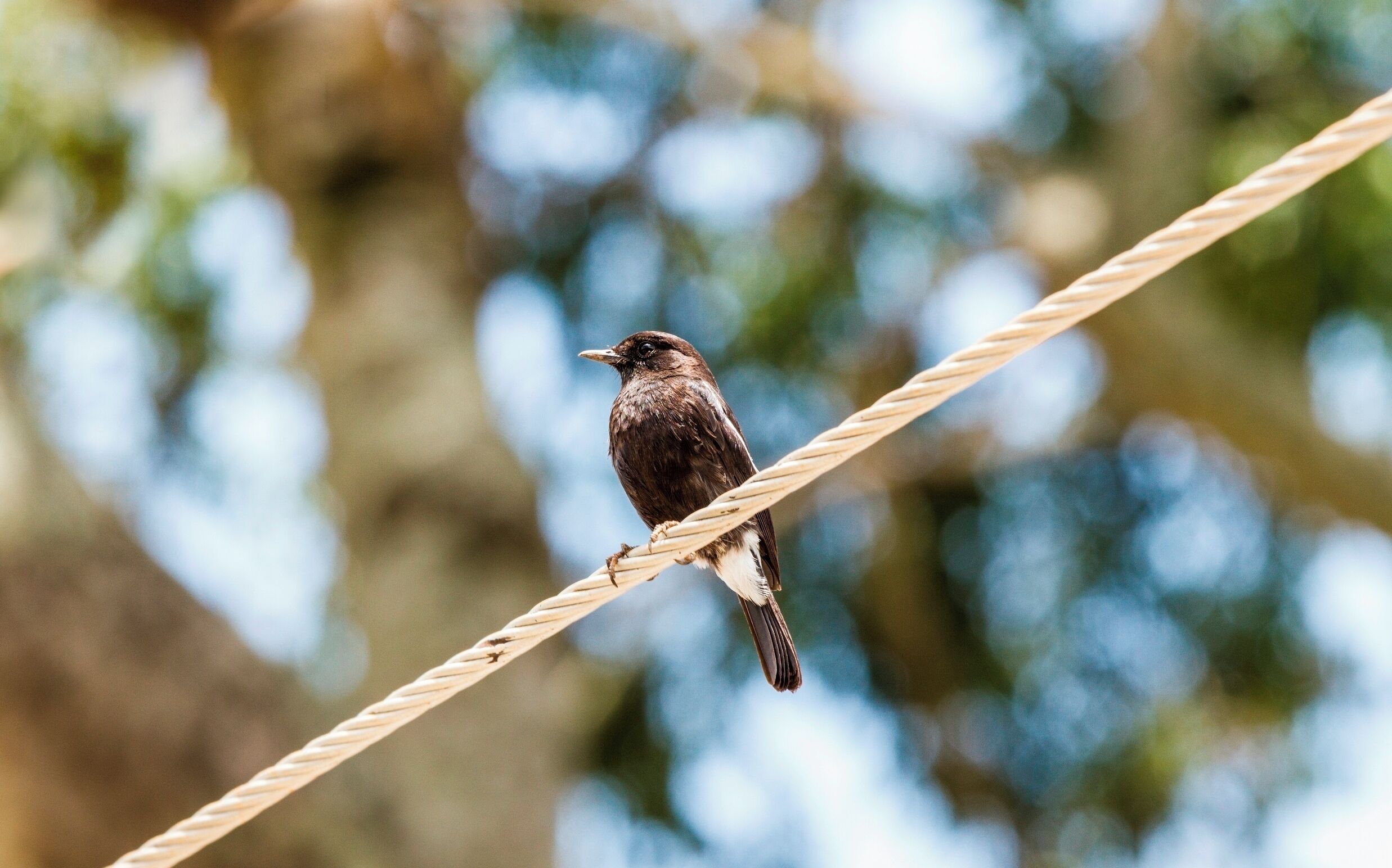 Un pájaro posado en una cuerda.