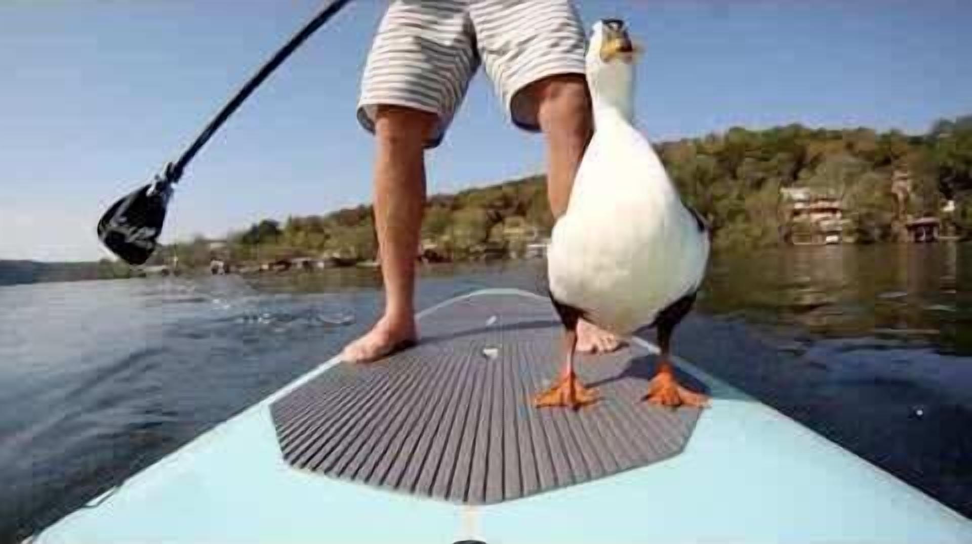 Una persona de pie en una tabla de paddle surf con un pájaro encima.
