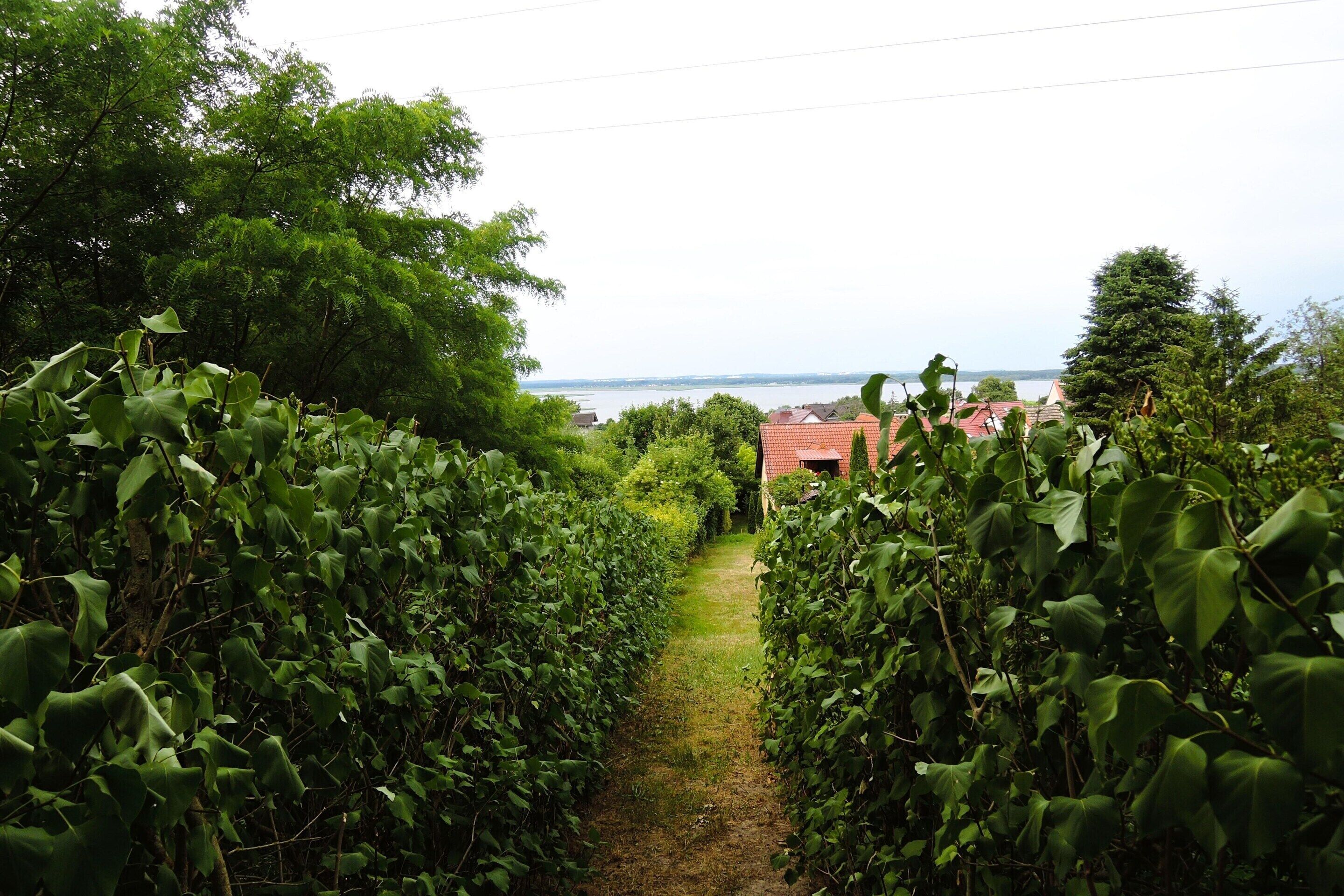 A narrow path flanked by dense green foliage leading to a building with a red roof.