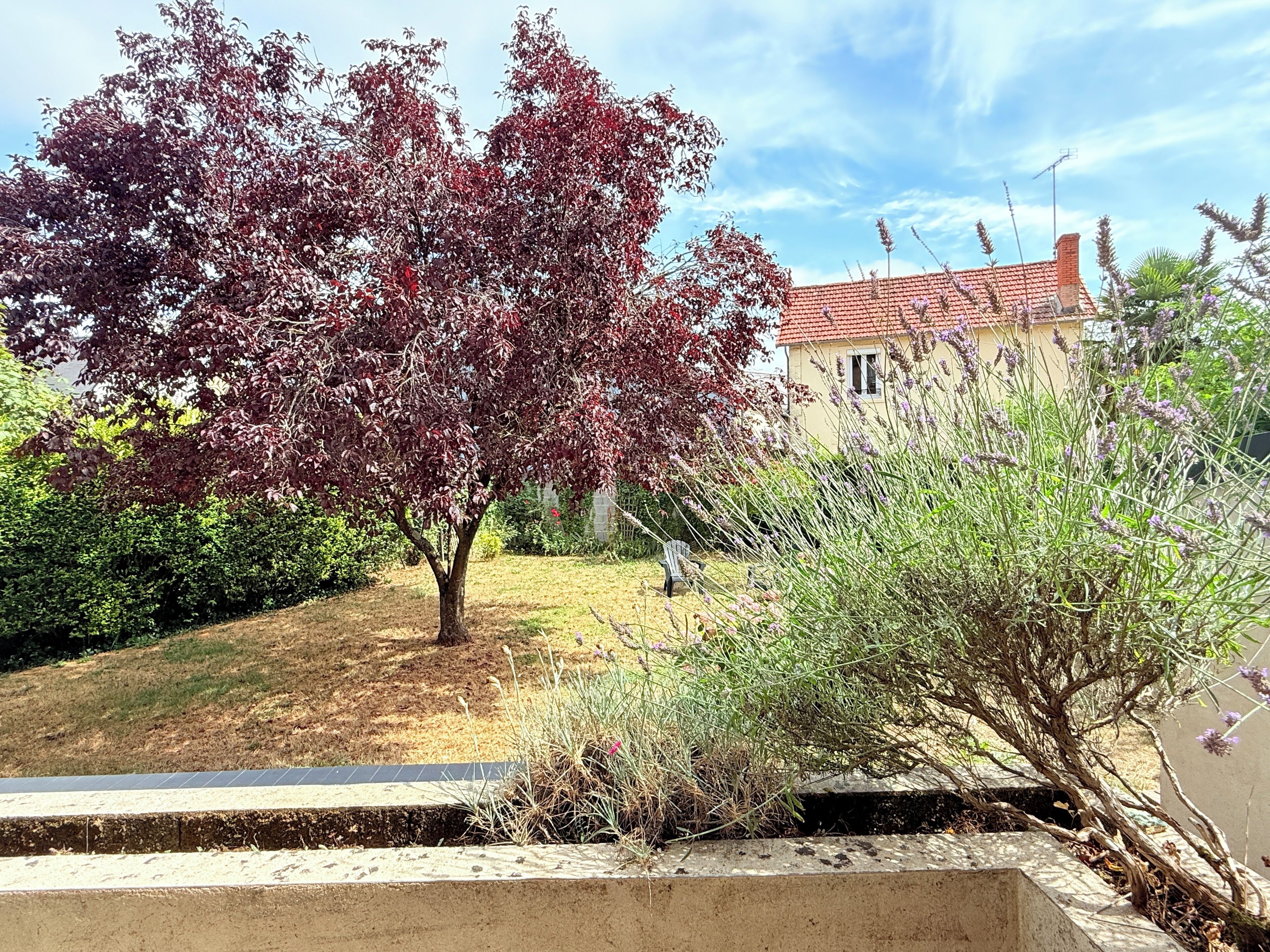 Un jardín con un árbol y varias plantas, un banco y un edificio al fondo.