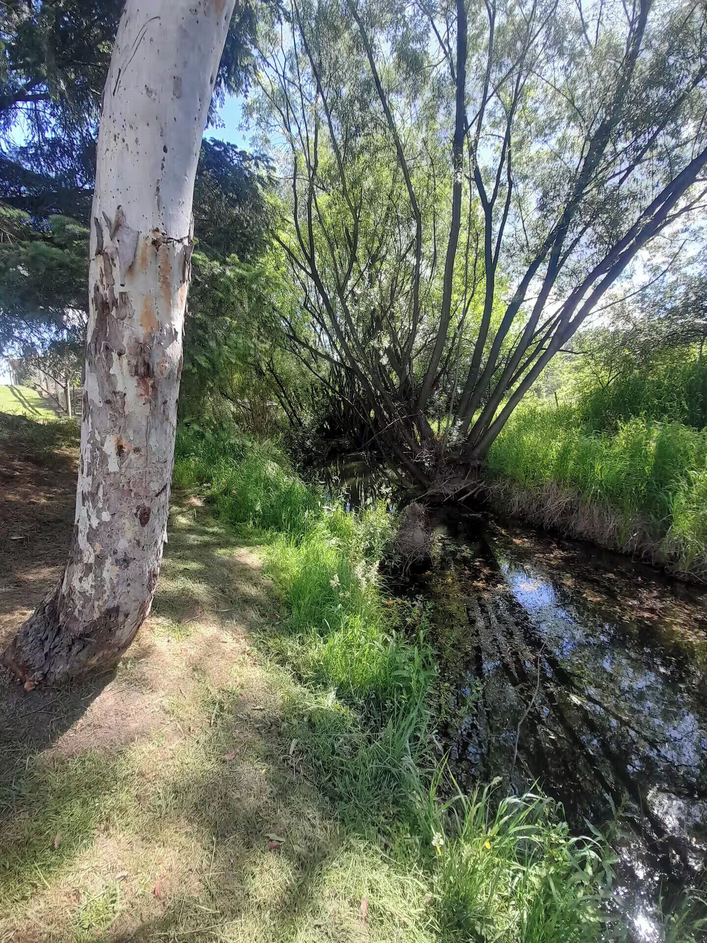 A natural landscape with a tree trunk, a small stream, and surrounding greenery.