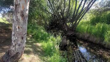 A natural landscape with a tree trunk, a small stream, and surrounding greenery.
