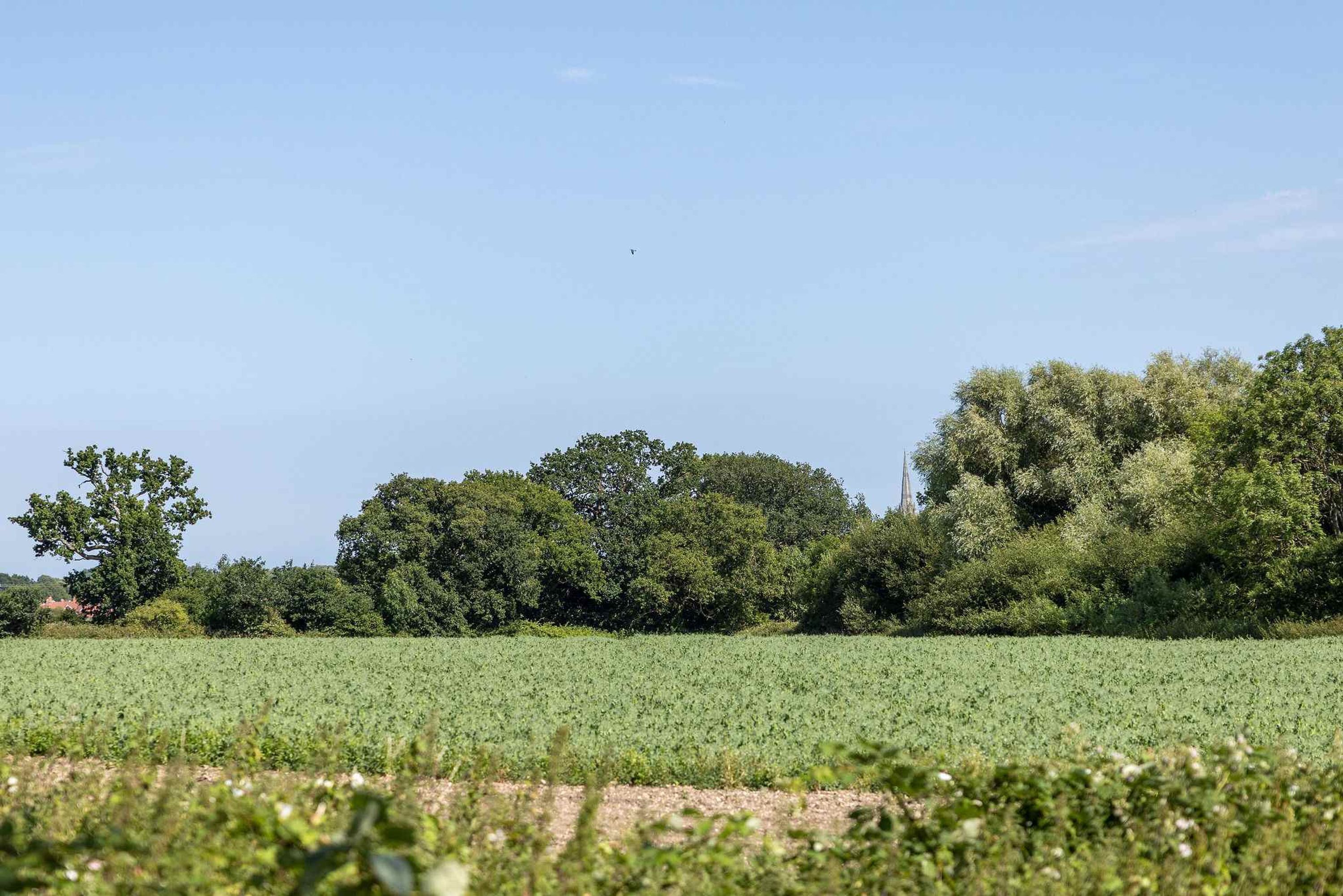 Ein Feld mit Bäumen im Hintergrund.