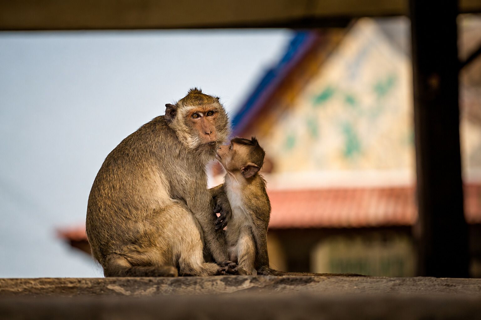 Two monkeys sitting on a ledge with a building in the background.