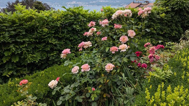 Un jardín con rosas rosadas y vistas a la montaña.