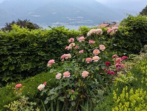 Een tuin met roze rozen en uitzicht op de bergen.