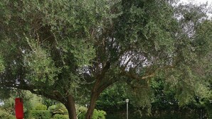 Uklassifisert bilde, 2 av 11, knapp