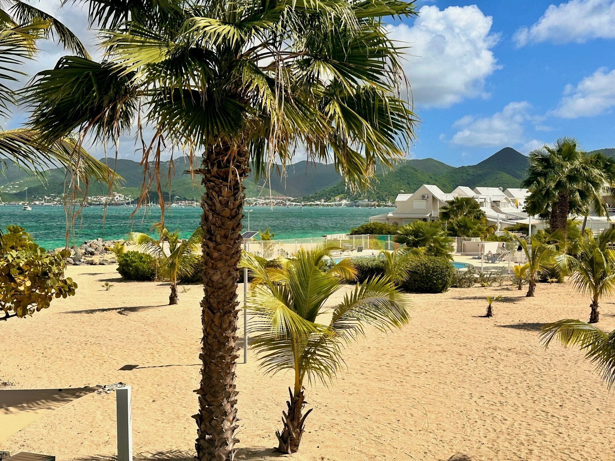 A beach with palm trees, a sandy shore, and a view of a coastal town with buildings in the background.