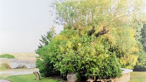 A well-maintained grassy area with a stone pathway and a bushy plant in the center. - Studio 'Ulivo' with Shared Pool, Wi-Fi and Air Conditioning (Alghero)