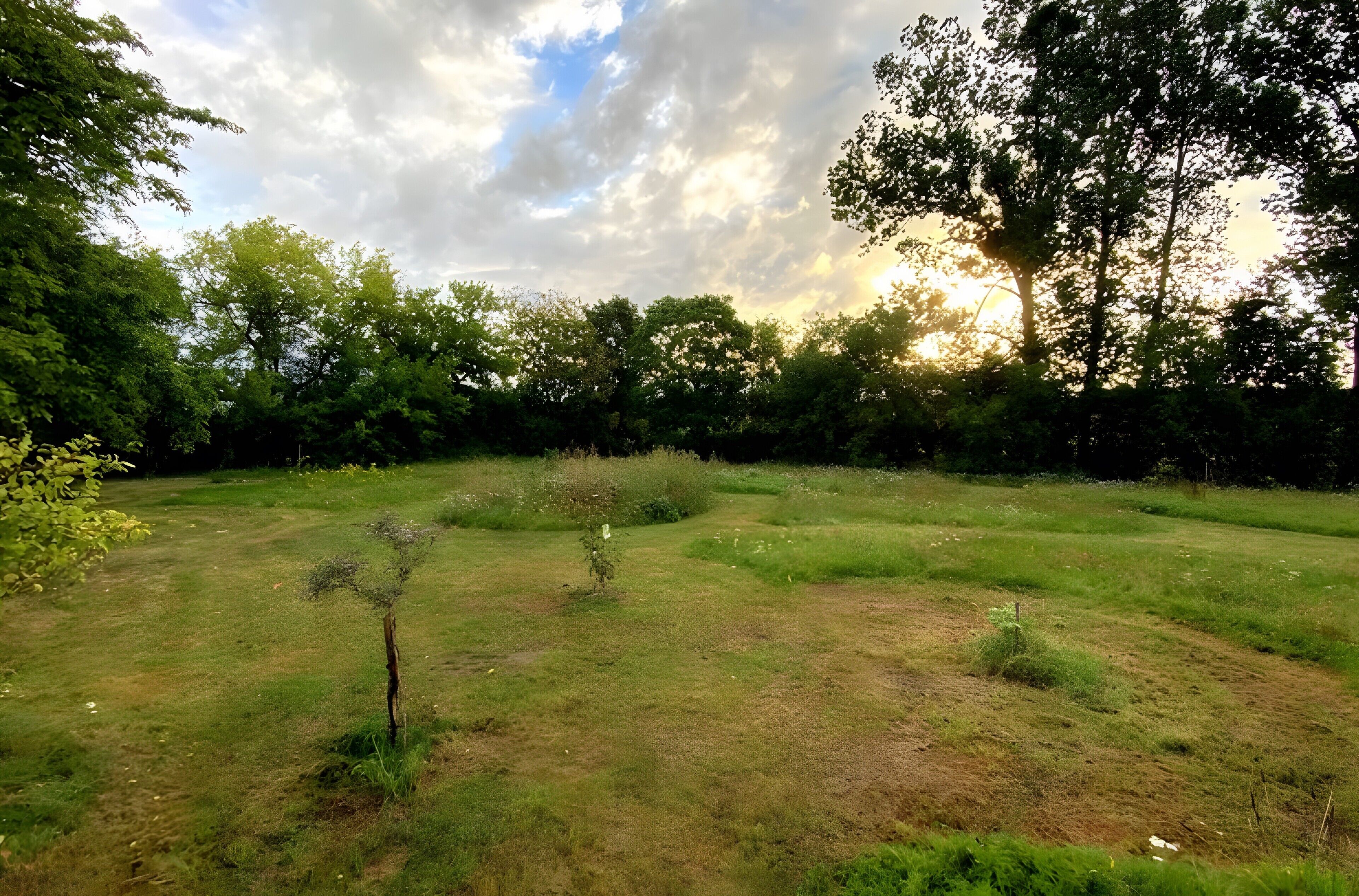 Un campo cubierto de hierba con árboles y cielo despejado.