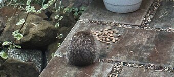 Holiday Home 'Seeblick' with Lake View, Private Terrace and Private Garden