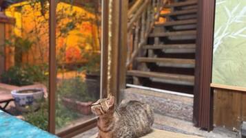 Um gato sentado no parapeito de uma janela, com vista para uma escadaria de madeira e um jardim.