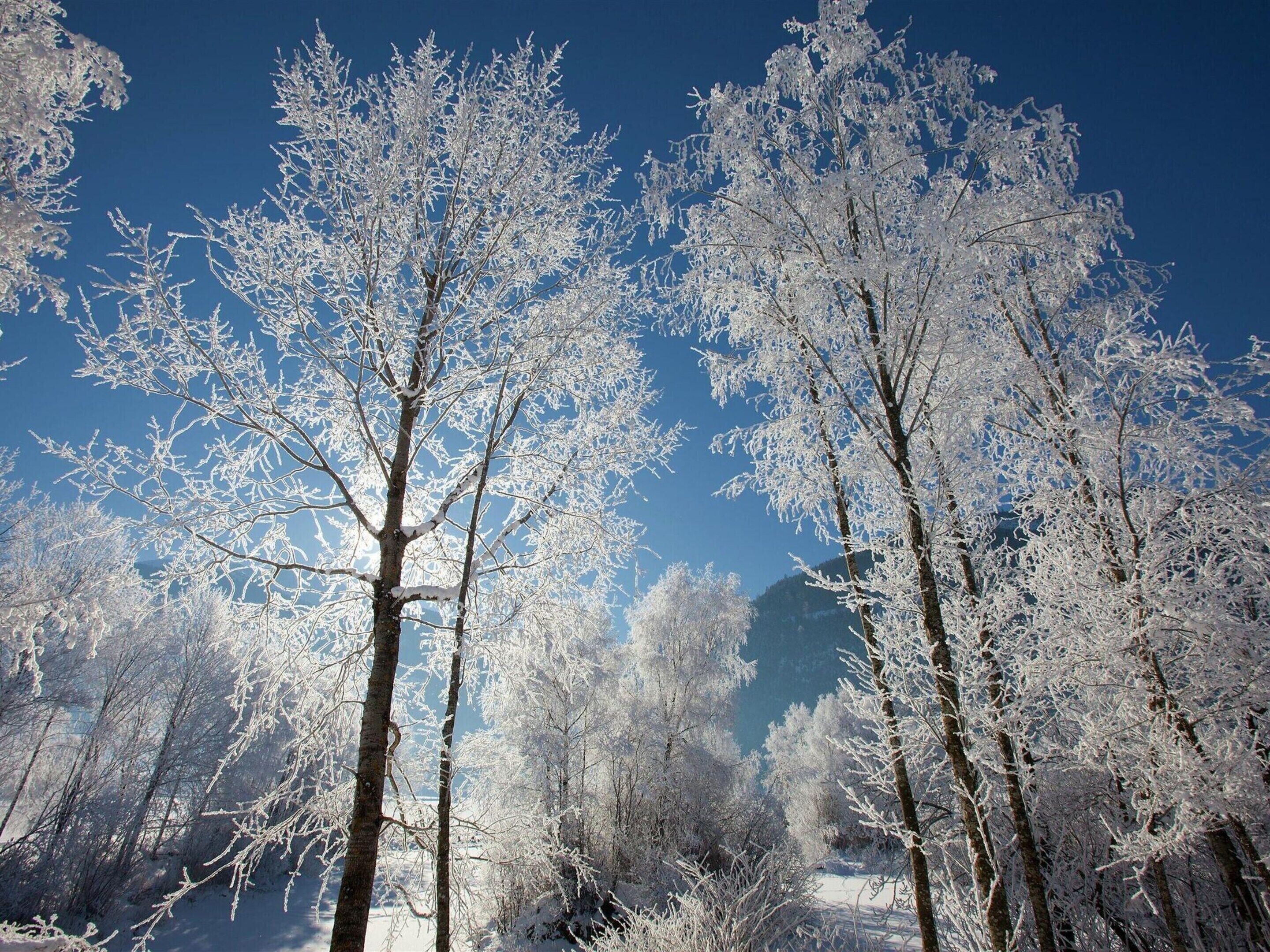 A forest with snow-covered trees and a clear blue sky.