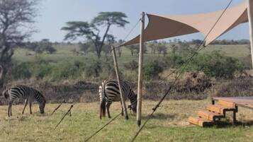 Tenda com mesa e cadeiras, e zebras pastando ao fundo.