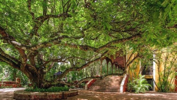 A staircase surrounded by lush greenery and a large tree. - Luxurious and Private Hacienda near Merida (Fraccionamiento Chuntuak, Molas)