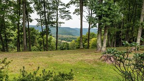 Ein bewaldetes Gebiet mit hohen Bäumen und einer grünen Wiese.