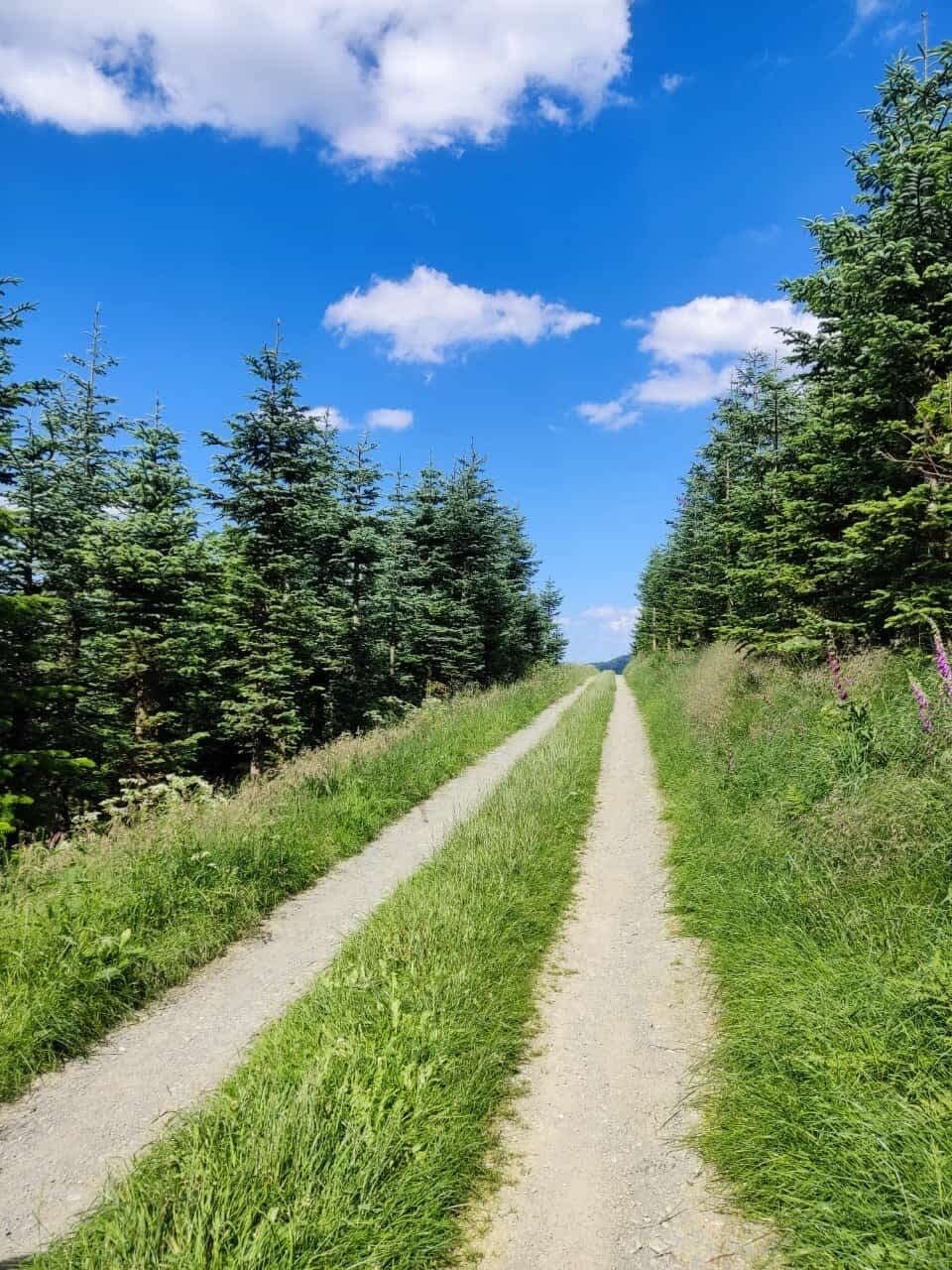 Un sentier de terre bordé d’arbres verdoyants, sous un ciel bleu dégagé.