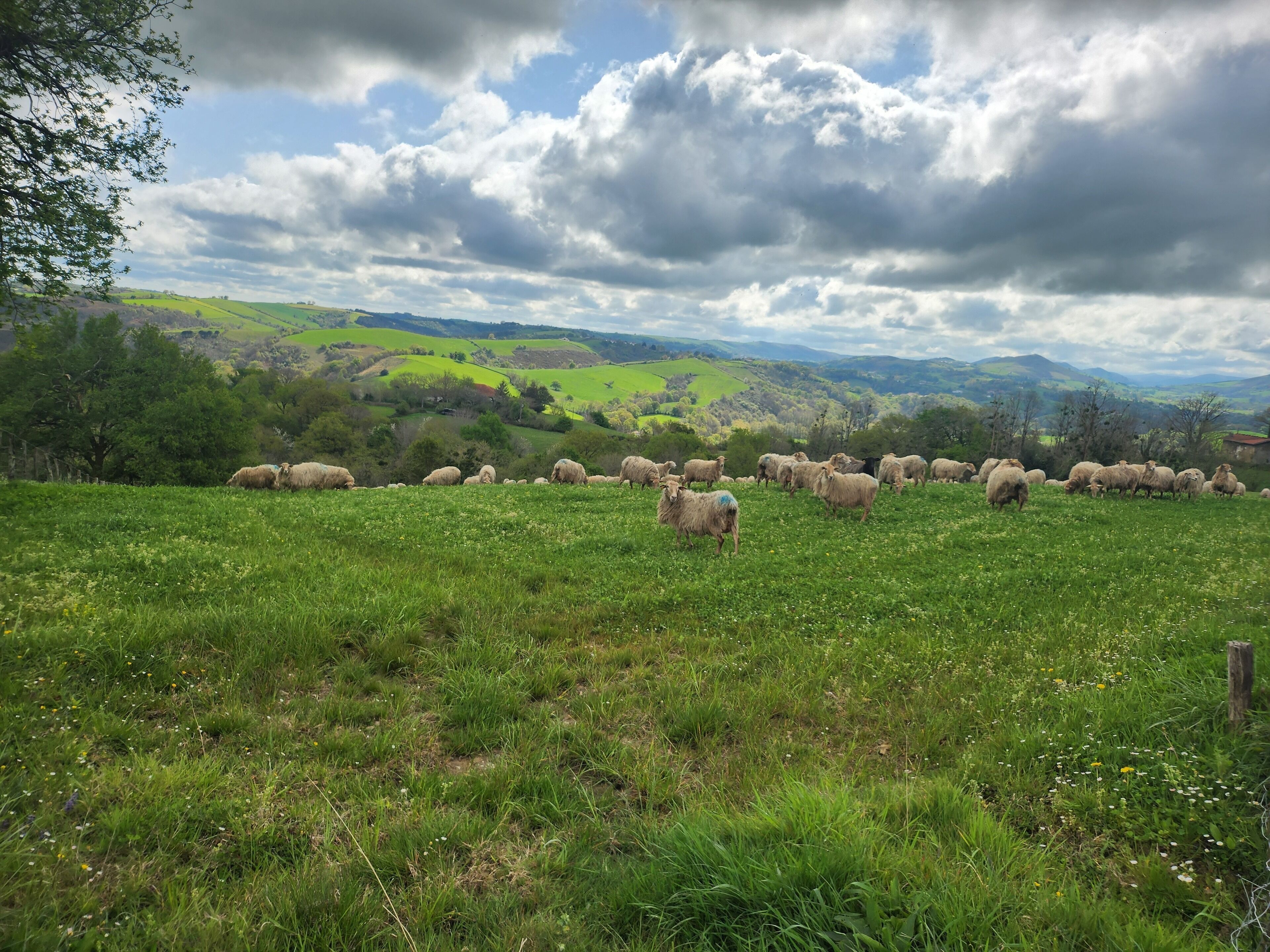 Un champ verdoyant où paît un troupeau de moutons.