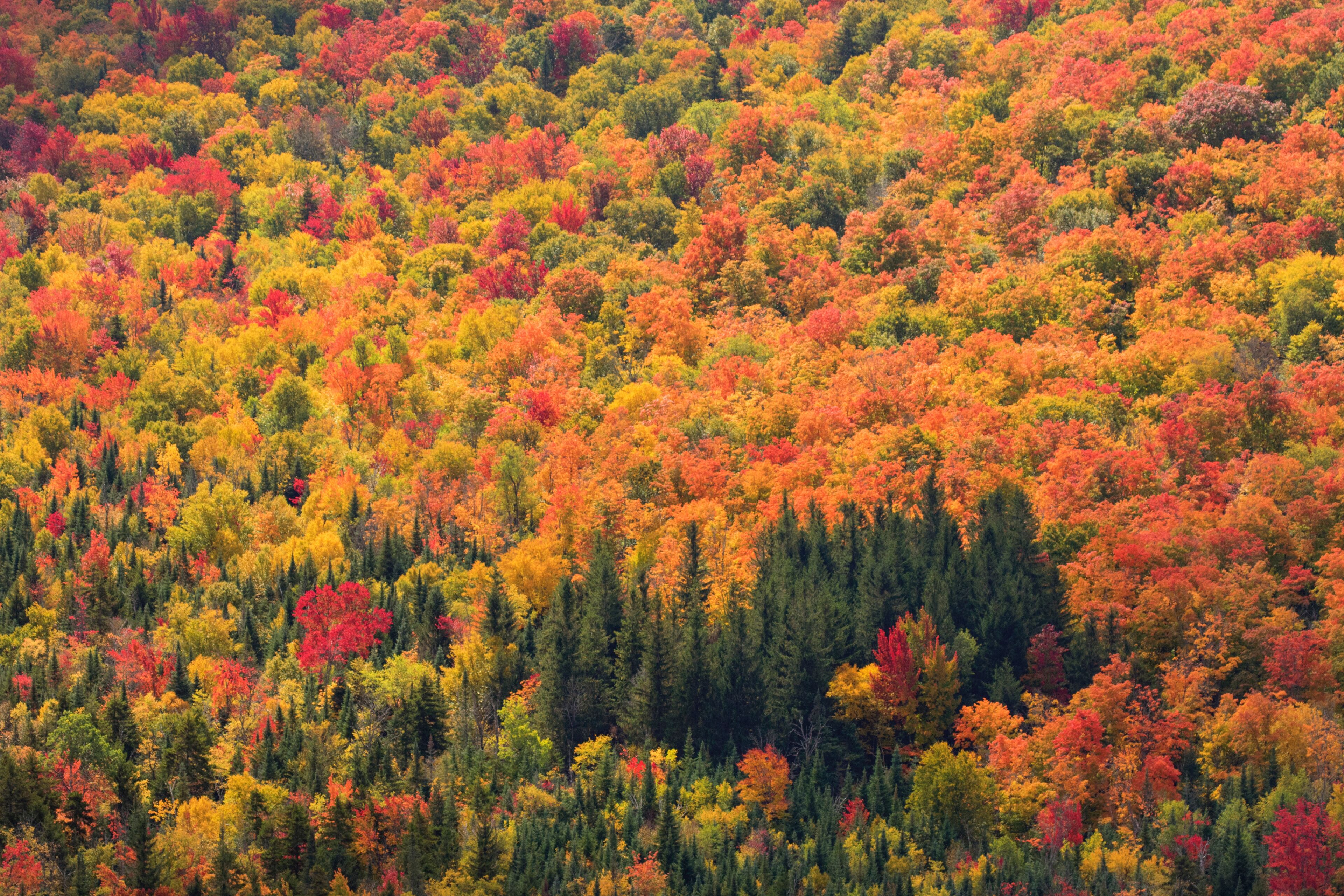 A dense forest with a variety of trees displaying autumn colors.